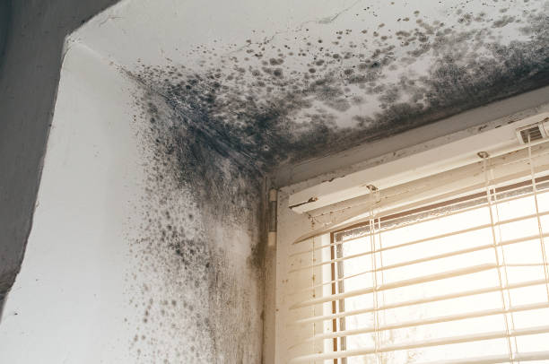 Affordable Mold Remediation solutions in Hasbrouck Heights, NJ